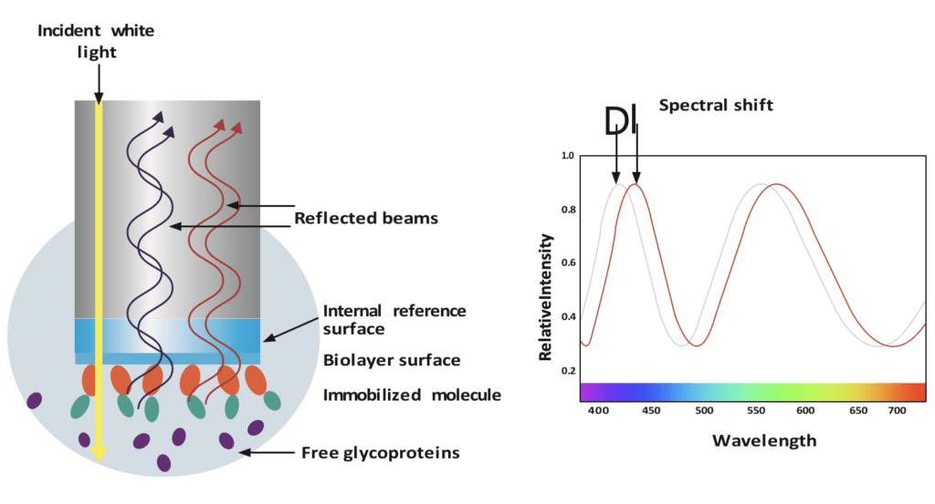 Bio layer interferometry assay principle